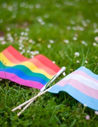 Rainbow LGBTQIA pride flag and transgender pride flag in grass and daises stock photo